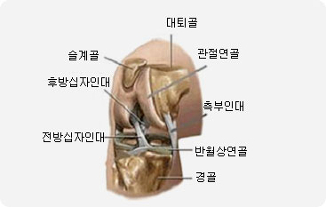 무릎관절의 구조